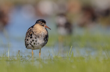 Ruff - male bird at a wetland on the mating season in spring