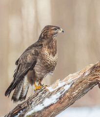 Common Buzzard in winter at a wet forest