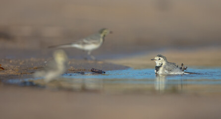 The White Wagtail - adult bird at a seashore on the autumn migration way