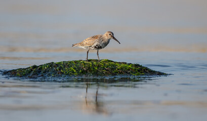 Dunlin - at a seashore on the autumn migration way