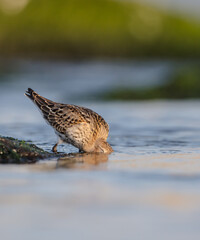 Dunlin - at a seashore on the autumn migration way