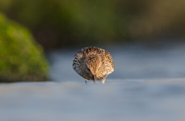 Dunlin - at a seashore on the autumn migration way