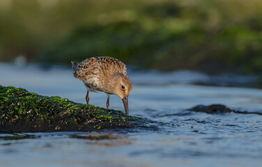 Dunlin - at a seashore on the autumn migration way