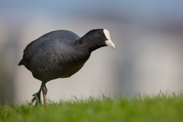 Obraz premium Eurasian coot - adult bird in spring