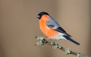 Eurasian Bullfinch - male at a wet forest in spring