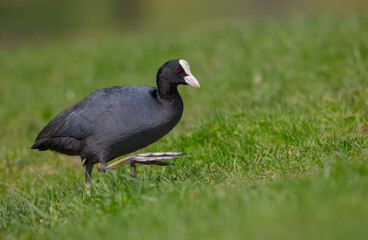 Eurasian coot - adult bird in spring