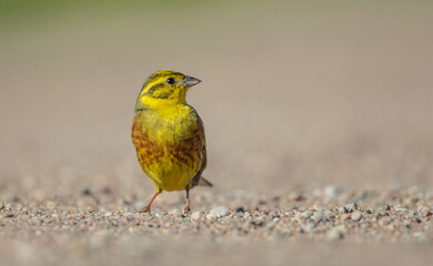 Yellowhammer  - male in summer