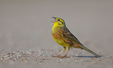 Yellowhammer  - male in summer