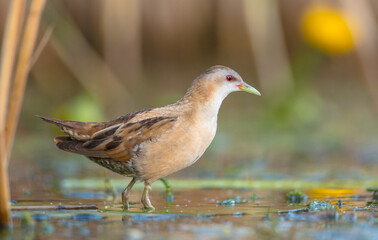Little Crake - female feeding at a wetland 