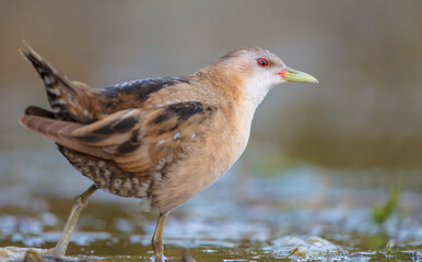 Fototapeta premium Little Crake - female feeding at a wetland 