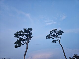 Sky between pine tree