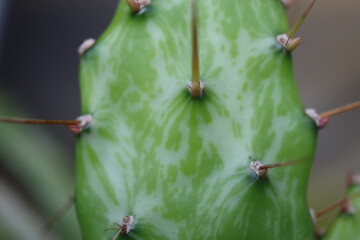 Opuntia jamaicensis variegata Ghost kaktus opuncja