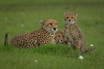 Female cheetah lies on savannah with cubs
