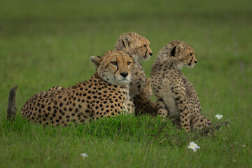 Female cheetah lies on grassland with cubs
