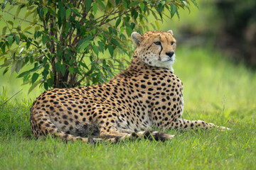 Female cheetah lies staring under leafy bush
