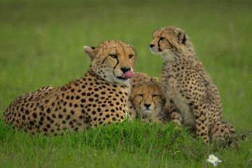 Female cheetah lies on grass by cubs