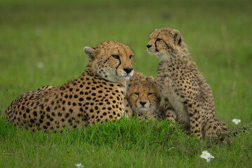 Female cheetah lies with cubs on grass