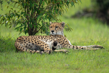 Female cheetah lies under bush turning head