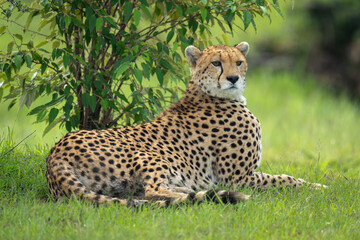 Female cheetah lies beside bush turning head