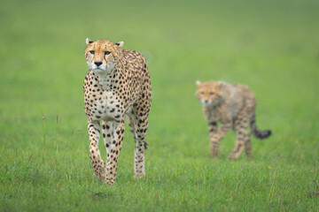 Female cheetah leads cub over short grass
