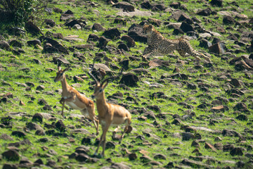 Female cheetah hunts male and female impalas