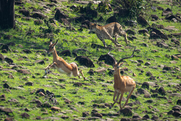 Female cheetah follows female and male impalas