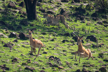 Female cheetah following female and male impalas