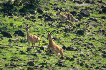 Female cheetah hunting male and female impalas
