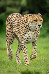 Female cheetah crosses short grass lifting forepaw