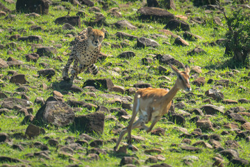 Female cheetah chasing female impala down hillside