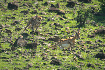 Female cheetah chases female impala across hillside