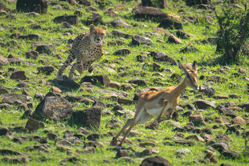 Female cheetah chases female impala down slope