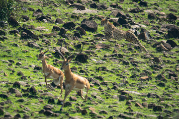 Female cheetah chases male and female impalas