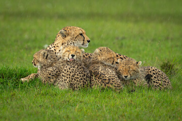 Female cheetah and cubs lie in rain © Nick Dale