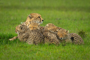 Female cheetah and cubs lying in rain © Nick Dale