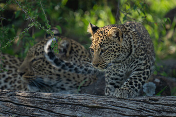 Cub stands leaning on log by leopard