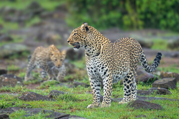 Cub stalks leopard from behind amongst rocks