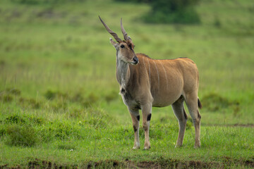 Common eland stands turning head on grass