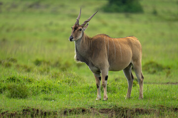 Common eland stands watching camera on grass