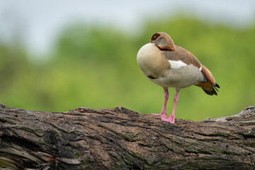 Egyptian goose on broken tree near trees