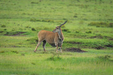 Common eland stands turning head in savannah