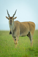 Common eland stands opening mouth on savannah