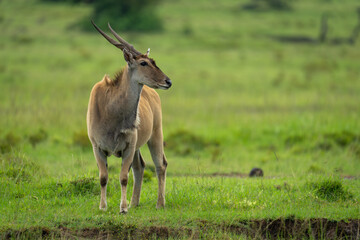 Common eland stands facing camera turning head