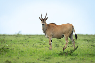 Common eland stands in savannah watching camera