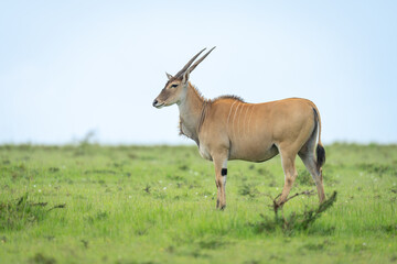 Common eland stands in profile in savannah