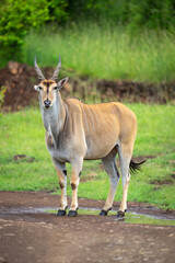 Common eland stands on track watching camera