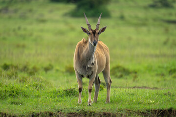 Common eland stands facing camera in grass