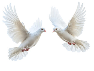 Two white doves holding flowers in flight, isolated against a clean white background.  PNG transparent.