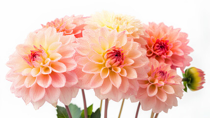 Fototapeta premium A bouquet of soft pink and yellow dahlias with dew drops against a white background.