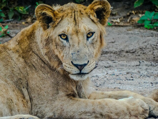 Lioness Looking Directly at the Camera, Tanzania